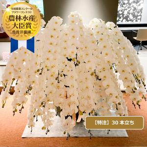 胡蝶蘭 特注 関東限定 白大輪胡蝶蘭30本立ち こちょうらん お祝い 就任祝い 開店祝い 移転祝い 周年祝い 選挙 当選祝い 昇進祝い お供え プレゼント