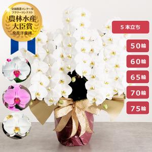 GRANDUCA ジノリ1735／リチャードジノリ グランデューカ ベース L 26.5