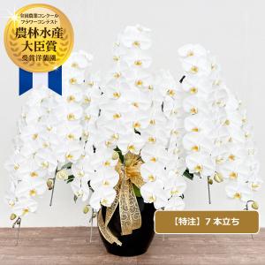 胡蝶蘭 特注 関東限定 白大輪胡蝶蘭7本立ち こちょうらん お祝い 就任祝い 開店祝い 移転祝い 周年祝い 選挙 当選祝い 昇進祝い お供え プレゼント
