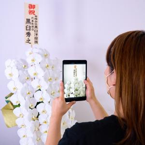 胡蝶蘭 特注 関東限定 白大輪胡蝶蘭7本立ち ...の詳細画像1