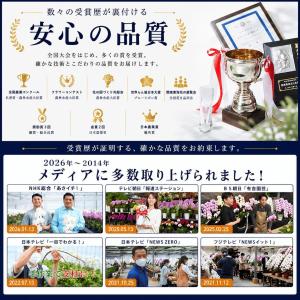 胡蝶蘭 大輪胡蝶蘭 白 36輪程度(つぼみ数含...の詳細画像3