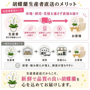 胡蝶蘭 大輪胡蝶蘭 白 36輪程度(つぼみ数含...の詳細画像5