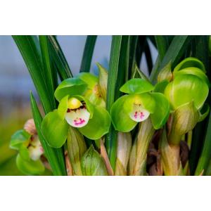 中国春蘭】余胡蝶（よこちょう）/ 花 蘭 東洋蘭 春蘭 : ヨネヤマ