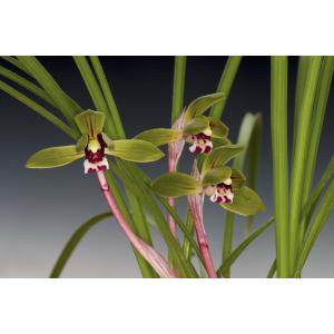 春蘭　韓国春蘭　日本春蘭　宝生の花 日本春蘭】宝生の花（ほうしょうのはな）/ 花 蘭 東洋蘭 春蘭