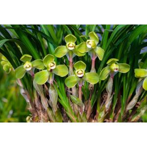 中国春蘭】余胡蝶（よこちょう）/ 花 蘭 東洋蘭 春蘭 : ヨネヤマ