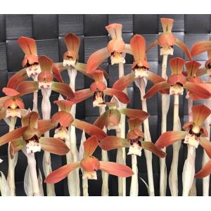 中国春蘭】余胡蝶（よこちょう）/ 花 蘭 東洋蘭 春蘭 : ヨネヤマ