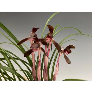 春蘭　墨心系　墨色系　つぼみなし