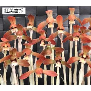日本春蘭4種セット つぼみなしの詳細画像1