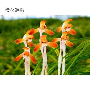 日本春蘭4種セット つぼみなしの詳細画像2