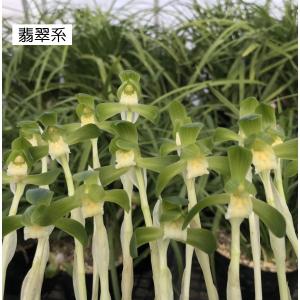 日本春蘭4種セット つぼみなしの詳細画像3