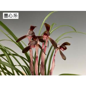 日本春蘭4種セット つぼみなしの詳細画像4