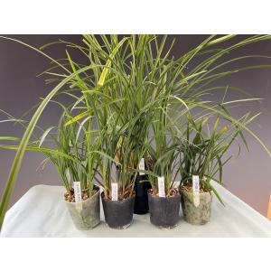 日本春蘭】秩父錦（ちちぶにしき）/ 花 蘭 東洋蘭 春蘭 : ヨネヤマ