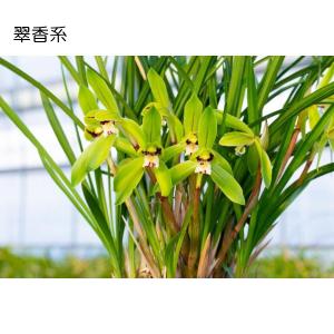 中国春蘭5種セット つぼみなしの詳細画像1