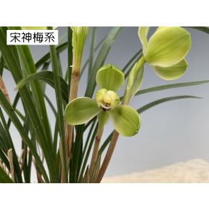 中国春蘭5種セット つぼみなしの詳細画像2