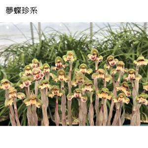 中国春蘭5種セット つぼみなしの詳細画像3