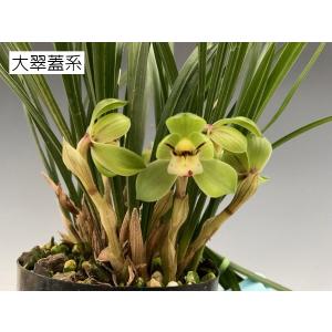 中国春蘭5種セット つぼみなしの詳細画像4