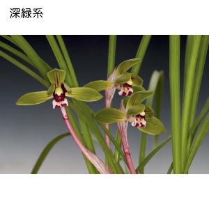 中国春蘭5種セット つぼみなしの詳細画像5