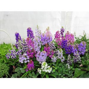夢ちどり 花色混合 球根10個 ウチョウランの...の詳細画像2