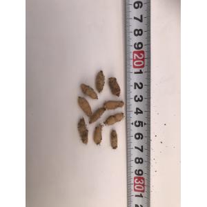 夢ちどり 花色混合 球根10個 ウチョウランの...の詳細画像4