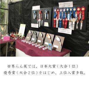 夢ちどり 花色混合 球根10個 ウチョウランの...の詳細画像5