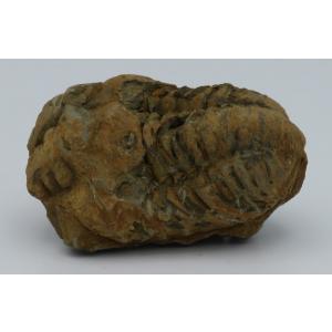 三葉虫化石 カリメネ E : Raptors - 通販 - Yahoo!ショッピング