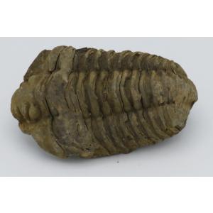 三葉虫化石 カリメネ E : Raptors - 通販 - Yahoo!ショッピング