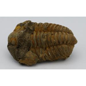 三葉虫化石 カリメネ A : Raptors - 通販 - Yahoo!ショッピング