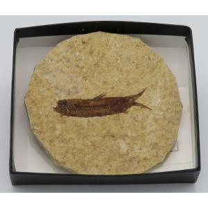 アンモナイト オルソスフィンクテス C : Raptors - 通販 - Yahoo