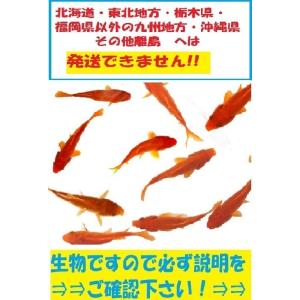 小和金1キロ　　和金　金魚　餌金　エサ金　