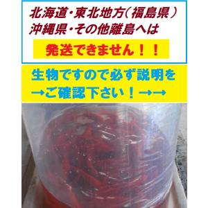 和金1キロ　　和金　金魚　餌金　エサ金　