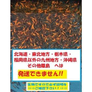 新小赤　700匹　小赤　当歳　餌金　金魚　金魚すくい　エサ金