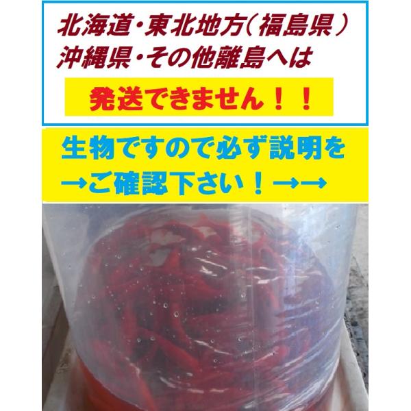 和金　1キロ　和金　金魚　餌金　エサ金　