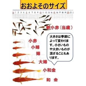 和金1キロ 和金 金魚 餌金 エサ金の詳細画像2