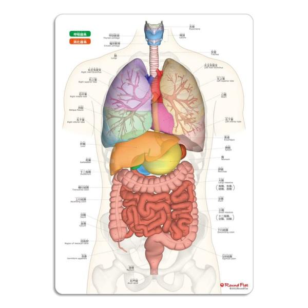 内臓まるわかりシート (人体まるわかりシート)