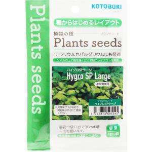 ブセファランドラ sp. ピナ(Bucephalandra Pina) 組織培養（サンプル