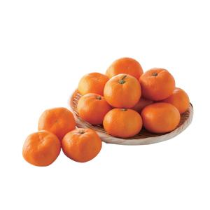 愛知 蒲郡 みかん 食品 の商品一覧 通販 Yahoo ショッピング