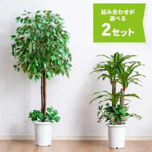 観葉植物 インテリアグリーン 2点セット ベンジャミン 幸福の木 鉢ポット付き 光触媒加工 人工観葉植物 水やり不要 オフィス 事務所 お店 自宅 代引不可 Fl 5848 リコメン堂 通販 Yahoo ショッピング