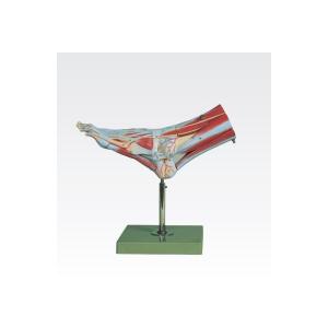 足の筋肉解剖模型 人体解剖模型 9分解 9分解 実物大合成樹脂製diy 工具j 114 2 代引不可 合成樹脂製 Tm リコメン堂ホームライフ館