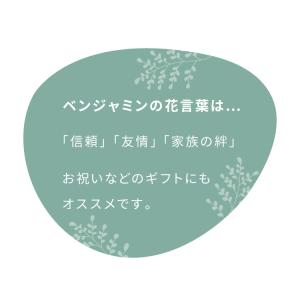 フェイクグリーン おしゃれ ベンジャミン 天然...の詳細画像2