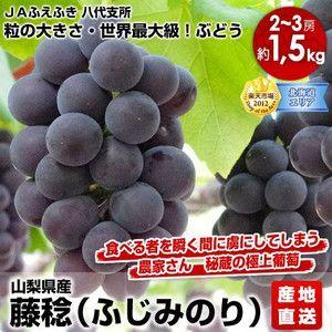 特Aランク品 産地直送 山梨県産 藤稔（ふじみのり） 約1.5キロ（2房〜3房） ＪＡふえふき 八代支所｜rcmdse