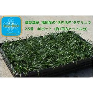 産地直送 　とっても元気なタマリュウ（玉竜）2.5号　40ポット　（約1平方メートル分） 代引不可