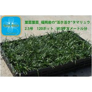 産地直送 　とっても元気なタマリュウ（玉竜）2.5号　120ポット　（約3平方メートル分） 代引不可