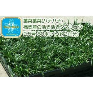 産地直送 　とっても元気なタマリュウ（玉竜）2.5号　80ポット　（約2平方メートル分） 代引不可