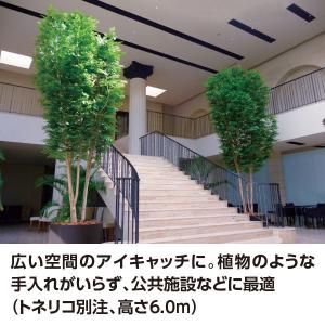 タカショー トネリコ株立 2.2m GD-22...の詳細画像1