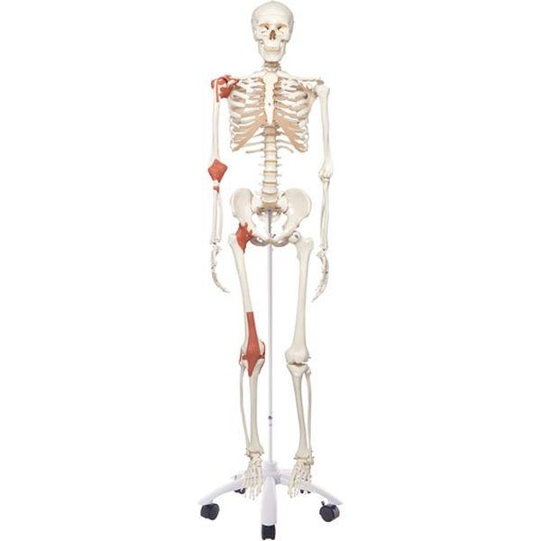 ケニス 可動靭帯付骨格模型 A12 31600095 1個（直送品）