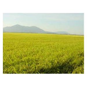 (セール)【新米】新潟県産 こしいぶき 10k...の詳細画像5
