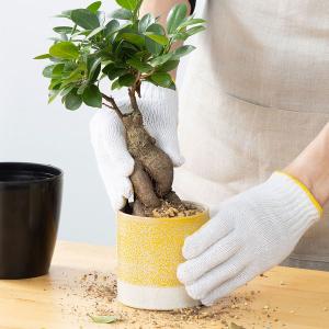 【用土】 室内でも安心!虫がわきにくい観葉植物...の詳細画像3