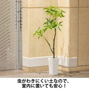 【用土】 室内でも安心!虫がわきにくい観葉植物...の詳細画像4