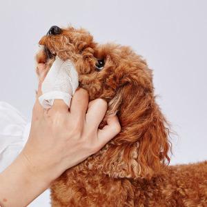ペティオ 犬猫用 歯みがき用 シートでふきとる...の詳細画像1