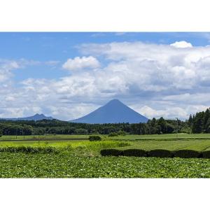【アウトレット】お茶の丸幸 鹿児島県産 有機深...の詳細画像3